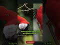 Andean Cock-of-The-Rock Bird  Facts| 🦜#shorts #ytshorts #youtubeshorts #viralvideo #trendingshorts