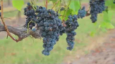 Fredericksburg Wine Road 290: Visit Fredericksburg