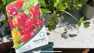 Planting Hot n Sweet 🌶️Pepper Powers. How to cultivate and grow Peppers  #scotchbonnet #sweetpepper