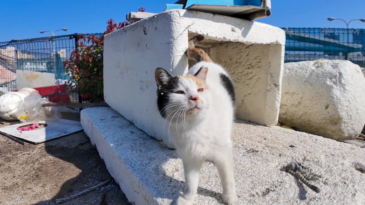 Heart-Marked Calico Cat Pops Out of a Box at the Port for