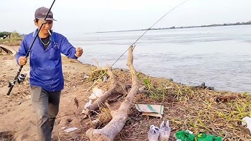 câu cá sông lớn dính nhiều loại cá  cá ngát cá hú cá basa.               lên cá mỏi tay