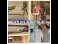 New Large Aviary Tour