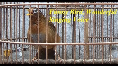 Funny Bird, Wonderful Singing Voice - Birds Garrulax canorus(Chinese Hwamei)| Birdsong [MS 368]