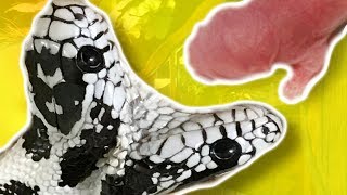 Two Headed Snake Update Reptile Zoo A Success Brian Barczyk