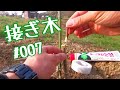 ♯007 接ぎ木【桃】くらねら果樹園