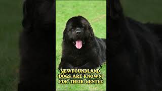 Newfoundland ( PT 5 )