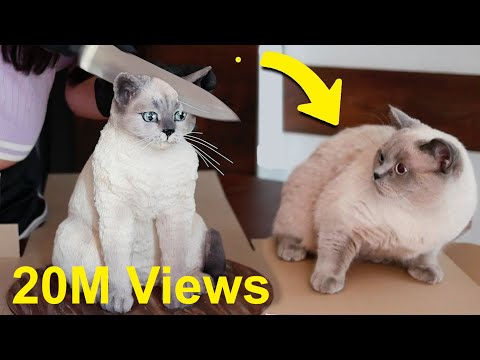 Cat Reaction to Cake that is similar to cat