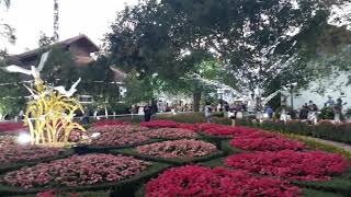 Thaïlande - Chiang Rai - Festival des fleurs