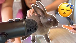 ASMR Bunny Gives You Tingles 🐰😴