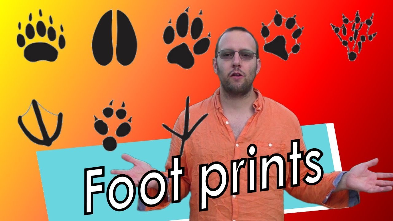 Trying to get animal tracks