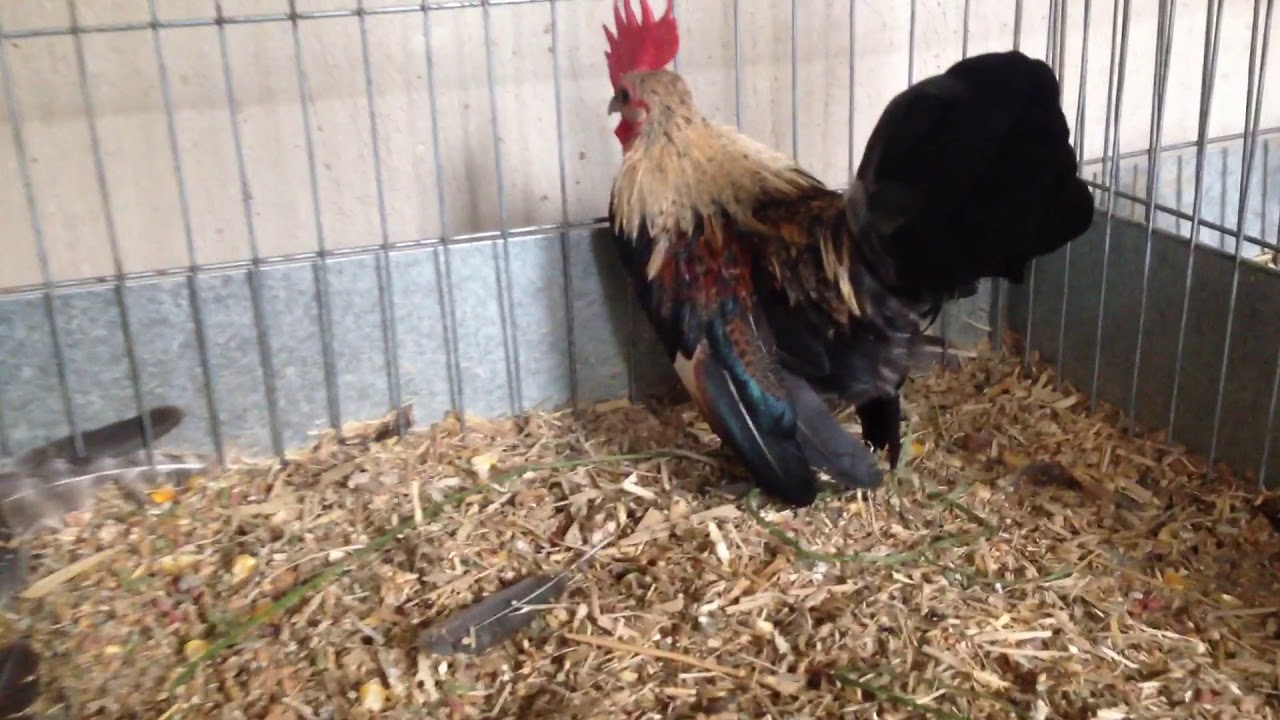 Gallo miniatura Azteca Giro Vainillo 2017 YouTube
