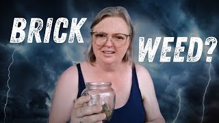 Rainy evening porch vibes 🌧️ Thunder, Weed, and ADHD Vibes on the Porch | + Rocks + Cherries 🍒⚡