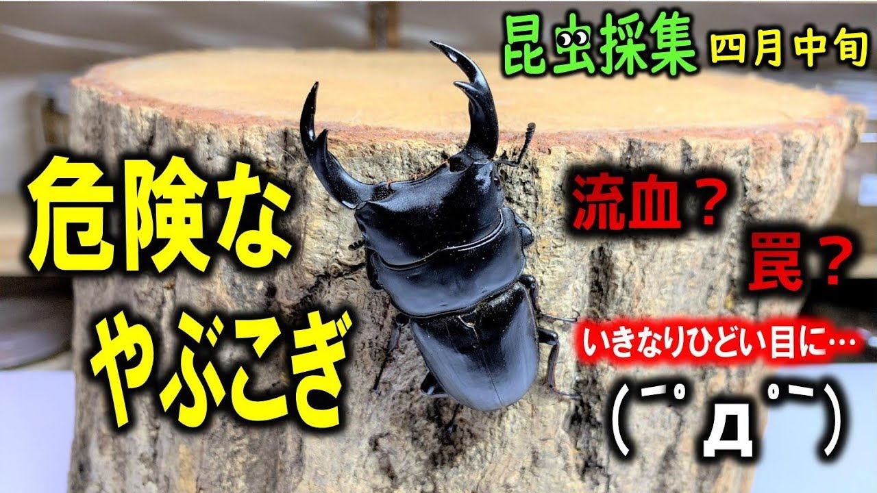ポイントを探して山歩き！そこは超危険な場所だった…カブトムシ＋