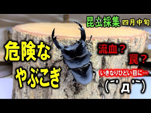 ★昆虫採集★虫取り網★最長６ｍ１８ｃｍ クワガタムシ・カブトムシの採集に！捕虫網 ポイントを探して山歩き！そこは超危険な場所だった…カブトムシ＋