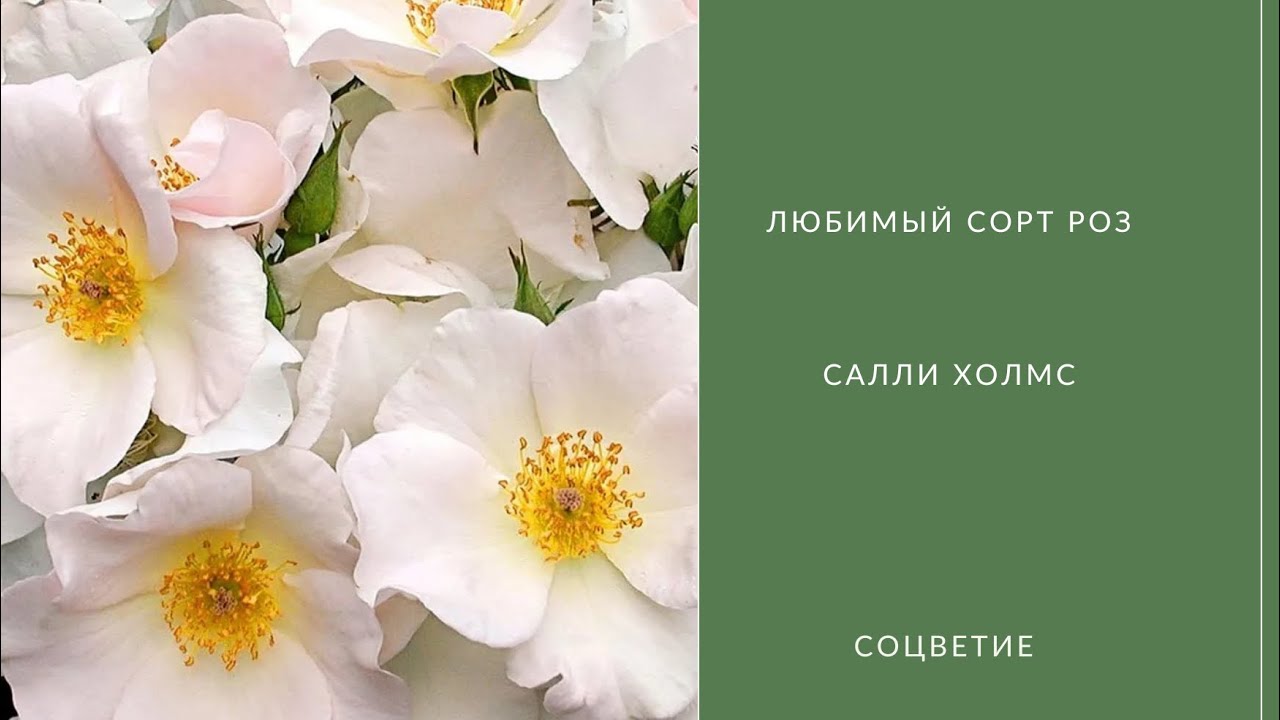 САЛЛИ ХОЛМС - Что это за роза? Самый красивый мускусный гибрид роз 