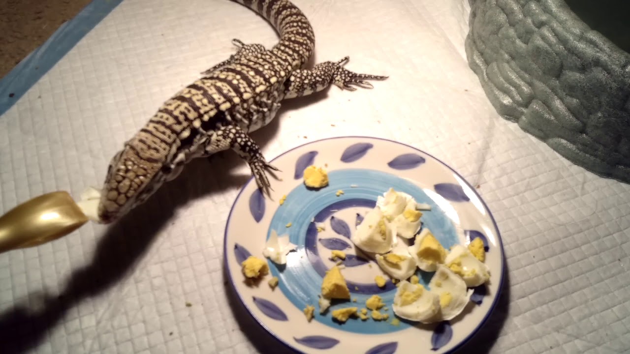 Eating hard boil egg - YouTube