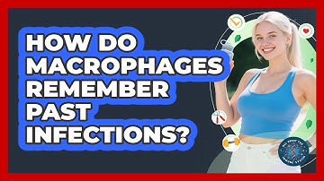 How Do Macrophages Remember Past Infections? - All About the Immune System