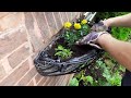 Gardening time with oliver morrison 14 planting marigold and petunias