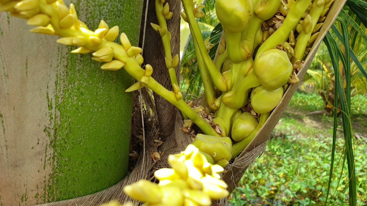 Keadaan bunga dan buah kelapa: Pokok baru belajar berbuah.