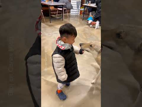 Café de perritos en Corea, cerca de la DMZ en Paju #coreavlog #viajeacorea #DMZ #bibiencoreavlog