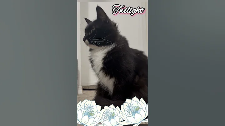 Watch the video about Tiffany cat breed #prettycat
