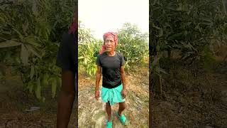 Naogaon Sapahar Largest Mango Garden নওগ আম বগন Bishwajitvlog