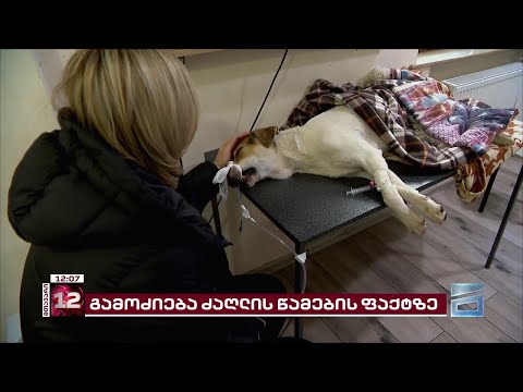 \"მძიმე სიტუაციაა\" | დაშავებული ძაღლი სამკურნალოდ თბილისში გადმოიყვანეს - ახალი დეტალები