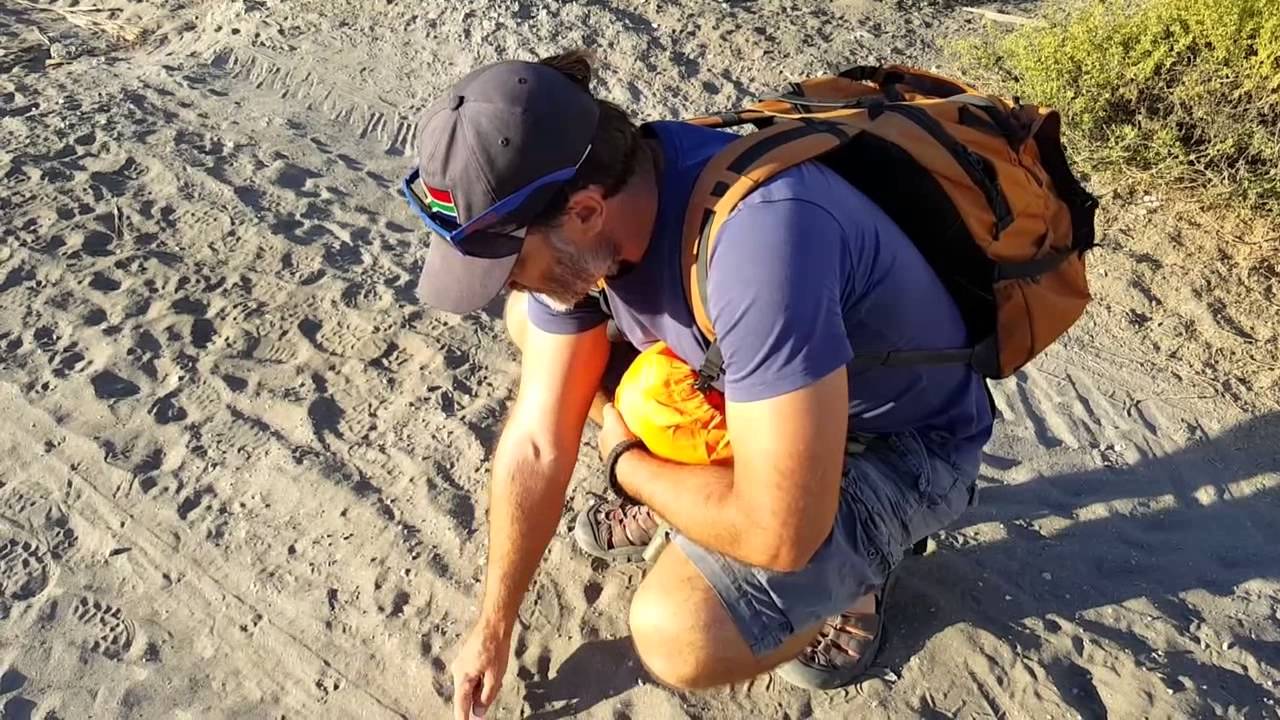 Tracks and sign-Sand partridge and Eurasian Collared Dove