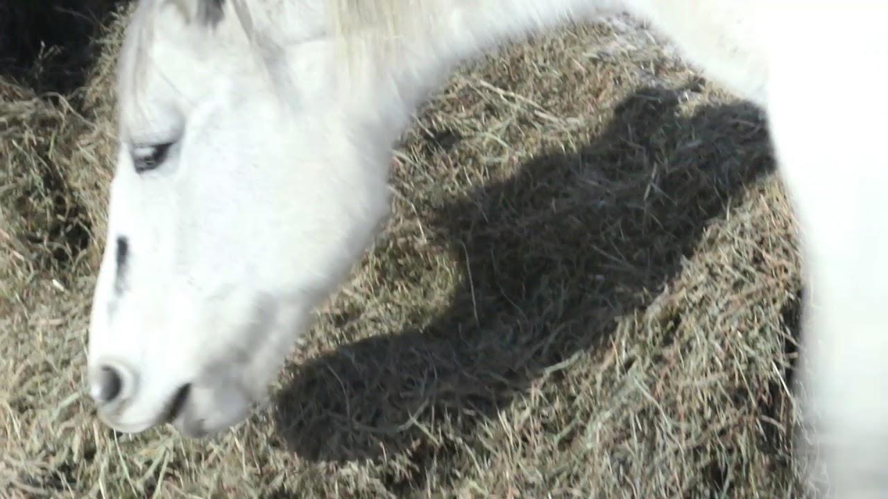 Horse Farts Haha!! YouTube