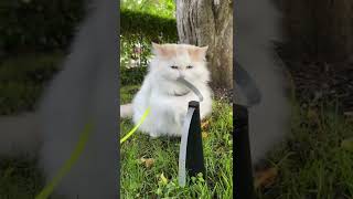 Bug Deterrent Fan Turned Cat Toy by Sophielovestuna 543 views 1 year ago 1 minute, 11 seconds