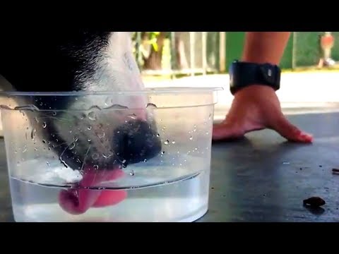 Dog Drinking Water in Super Slow Motion | 30