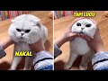 Gemes banget walaupun nakal ekspresi lucu si kucing bikin ga bisa marah kucing lucu