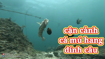 CẬN CẢNH CÂU CÁ MÚ HANG DƯỚI BIỂN GOPRO GHI LẠI ĐƯỢC