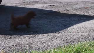 Mini Poodle Puppies For Sale