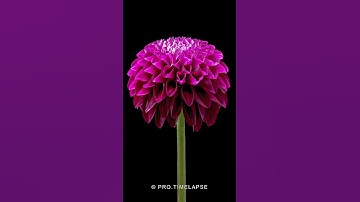 Thumbnail of Dahlia flower blooming, Time Lapse #shorts