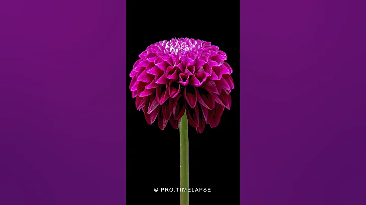 Dahlia flower blooming, Time Lapse #shorts - DayDayNews