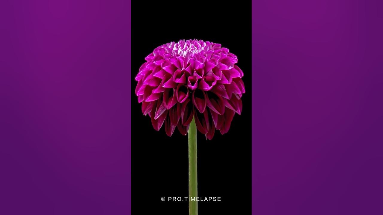 Dahlia flower blooming, Time Lapse #shorts