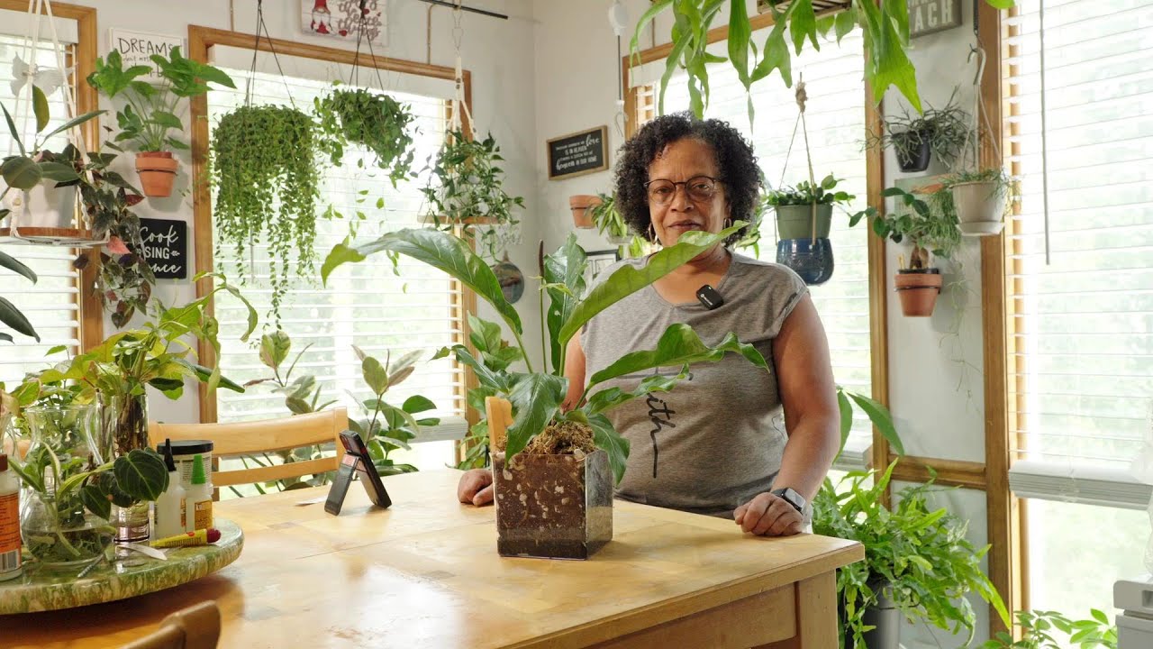 Anthurium Hookeri: мое полное руководство по выращиванию этого потрясающего антуриума «Птичье гне...