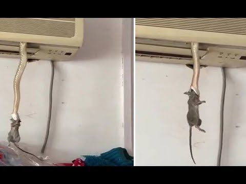 OMG! A SNAKE CAME OUT FROM THE AC TO EAT RAT - HOW ABOUT YOUR AC!