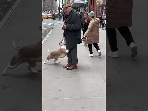 بيتبول يتعرف على مالكه القديم في شارع نيويورك رجل ينهار