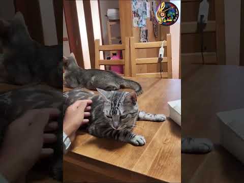 Adorable Cat II Funny Cat Videos II Cat Lovers II Cuddle Cat Moments II Cute Cats II Japan II