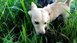 Latte & Pandak go to a rice field for the second time