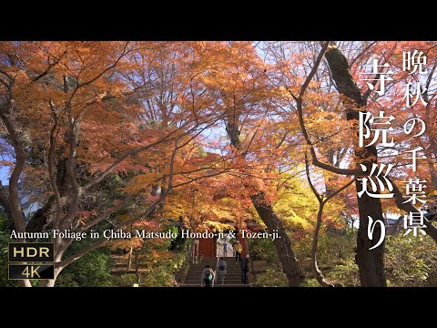 [ 4K JAPAN WALK ]千葉の紅葉 松戸 本土寺＆東漸寺 Autumn Foliage in Chiba Matsudo Hondo-ji & Tozen-ji 千葉の紅葉狩り