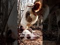 Cows Have Best Friends (And They Get Depressed Without Them) 🐄💔