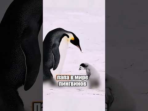 Идеальные отцы только у пингвинов 🥹 🐧 #милыеживотные #животные