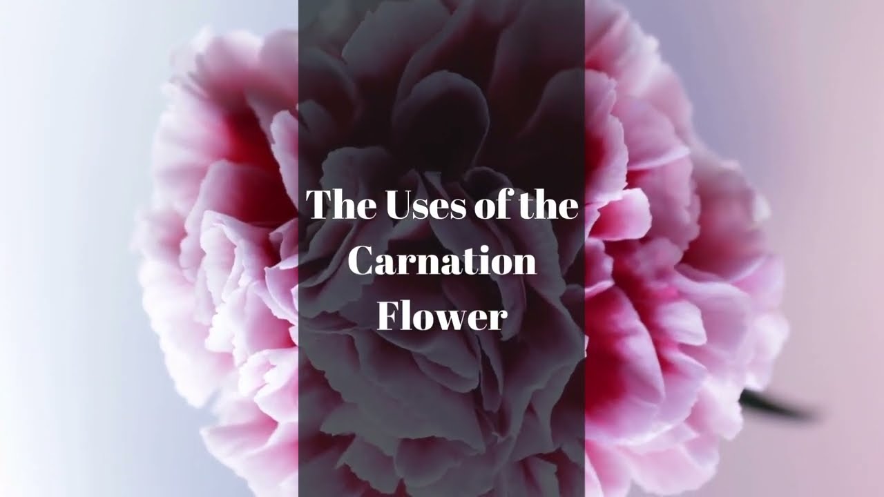 The Uses Of Carnation Flower You
