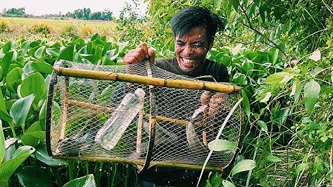 CAMBODIA Trúng Luồn Cá Lớn Vùng Biên Giới Campuchia The land is full of big fish