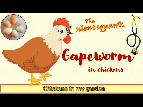 Video: Hoe vaak komt gapeworm voor bij kippen?