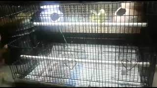 How to maintain budgie&#39;s at Home in Tamil- VJ PET&#39;S KPM