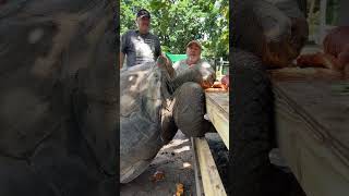 Got a vegetarian friend here who is really hungry 🥗 and also an Aldabra Tortoise who’s almost 100